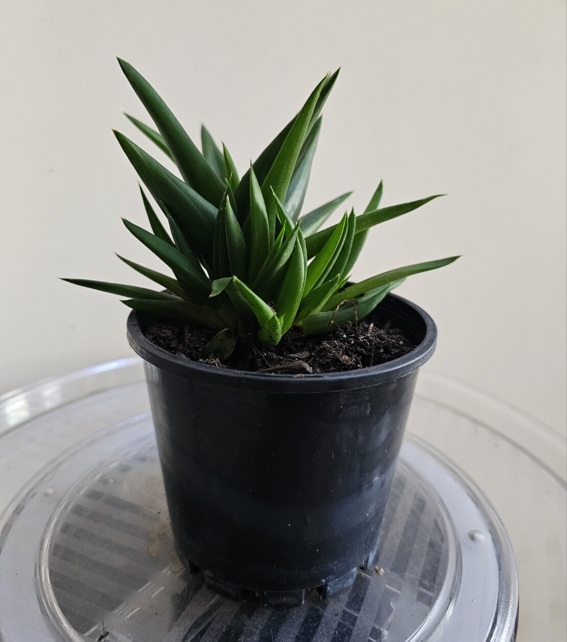 Beautiful Emerald Green Drought Tolerant 'Black Gem' Aloe