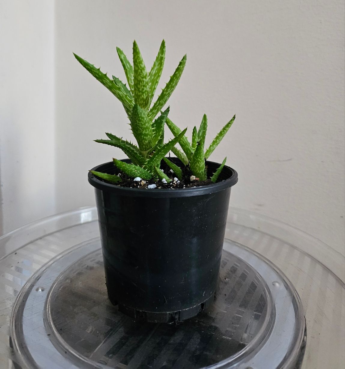 Impressive Juvenna 'Tiger Tooth' Aloe