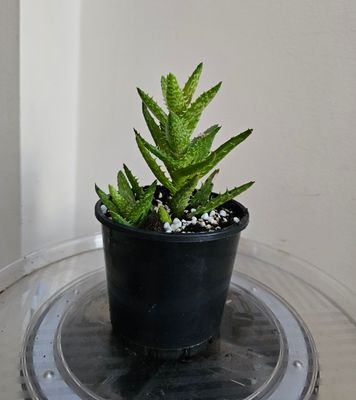 Impressive Juvenna 'Tiger Tooth' Aloe
