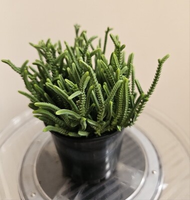 Elegant &amp; Resilient Crassula Muscosa 'Watch Chain / Zipper Plant'