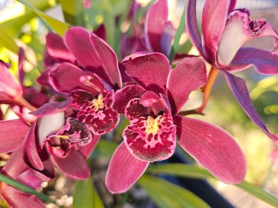 Dazzling Cymbidium Orchids 'Ruby Eyes Red Baron' - Luxurious Blooms with Regal Beauty