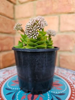 Crassula Springtime – Year-Round Greenery with Rosy Blooms, Perfect for Beginners!