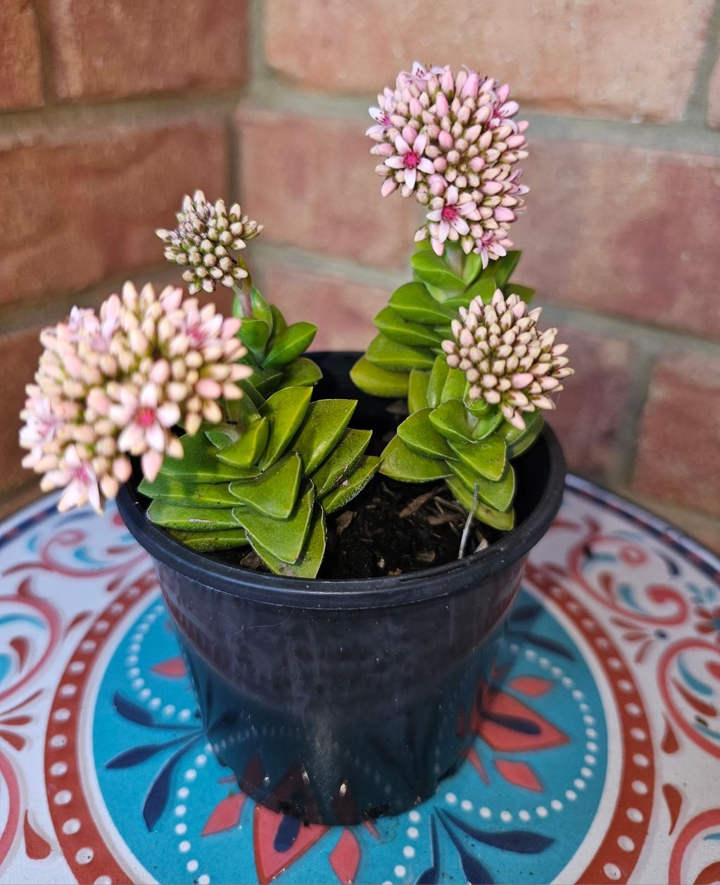 Crassula Springtime – Green Succulent with Rosy Blooms