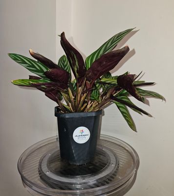 Ctenanthe Oppenheimiana - Unique Strikingly Rare Prayer Plant