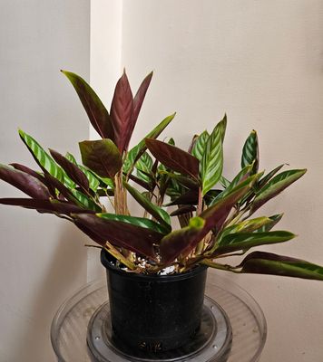 Ctenanthe Oppenheimiana - Unique Strikingly Rare Prayer Plant