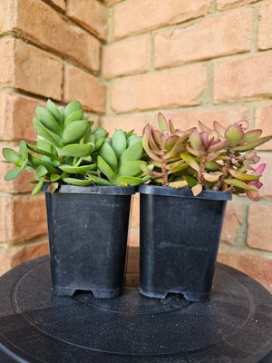 Crassula Rana – Easy-Care Beauty that Elevates Décor &amp; Keeps Weeds at Bay!