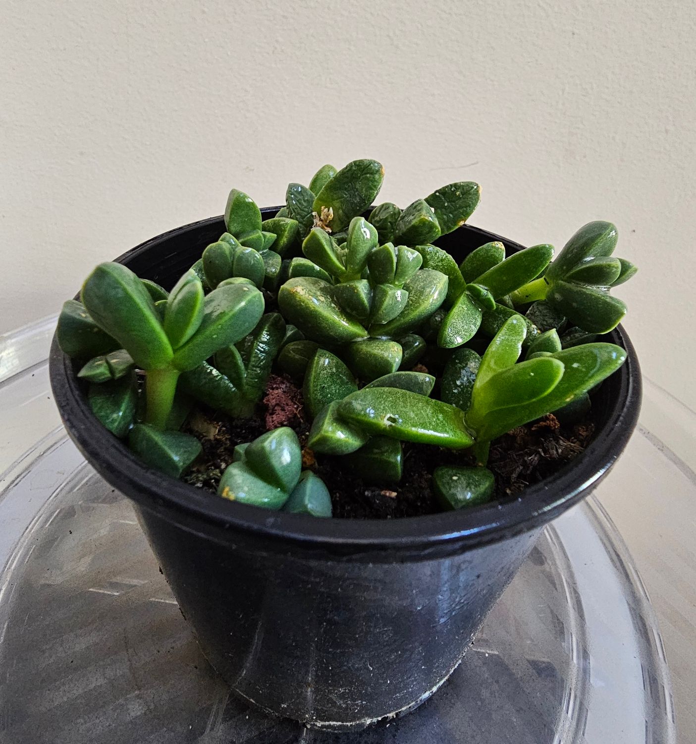 Enchanting Sun-Loving Corpuscularia Lehmannii ‘Iceplant’