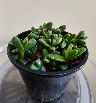 Enchanting Sun-Loving Corpuscularia Lehmannii ‘Iceplant’