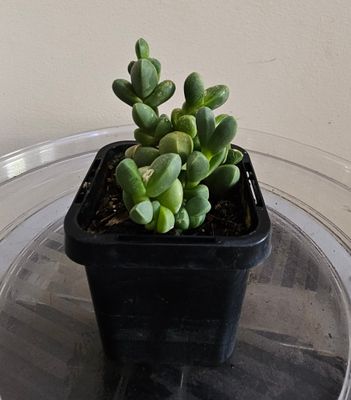 Enchanting Sun-Loving Corpuscularia Lehmannii ‘Iceplant’