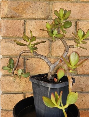 Create your own DIY Bonsai - Crassula Ovata 'Jade Plant'