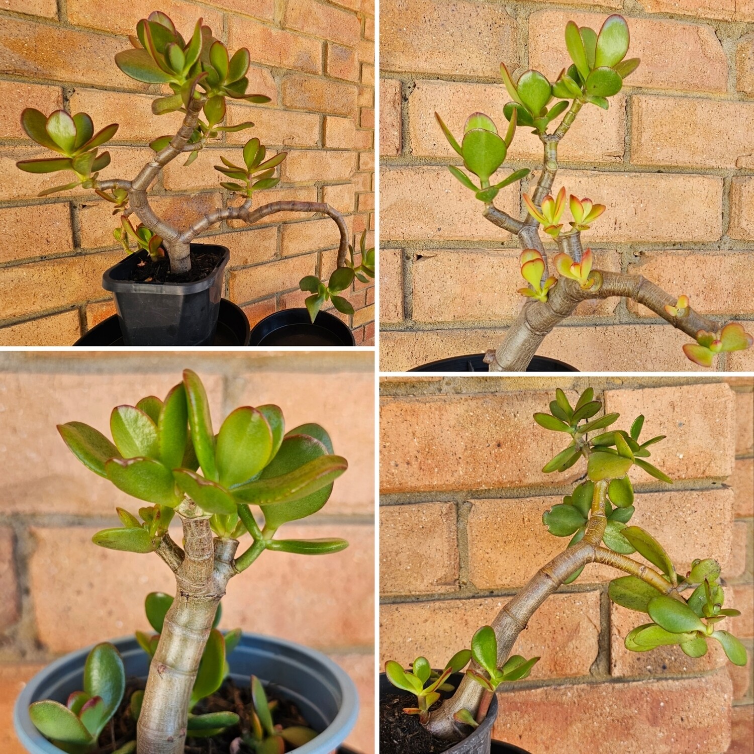 Create your own DIY Bonsai - Crassula Ovata 'Jade Plant'