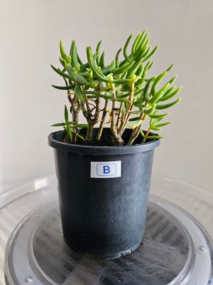 Create your own DIY Bonsai - Crassula Tetragona 'Miniature Pinetree'