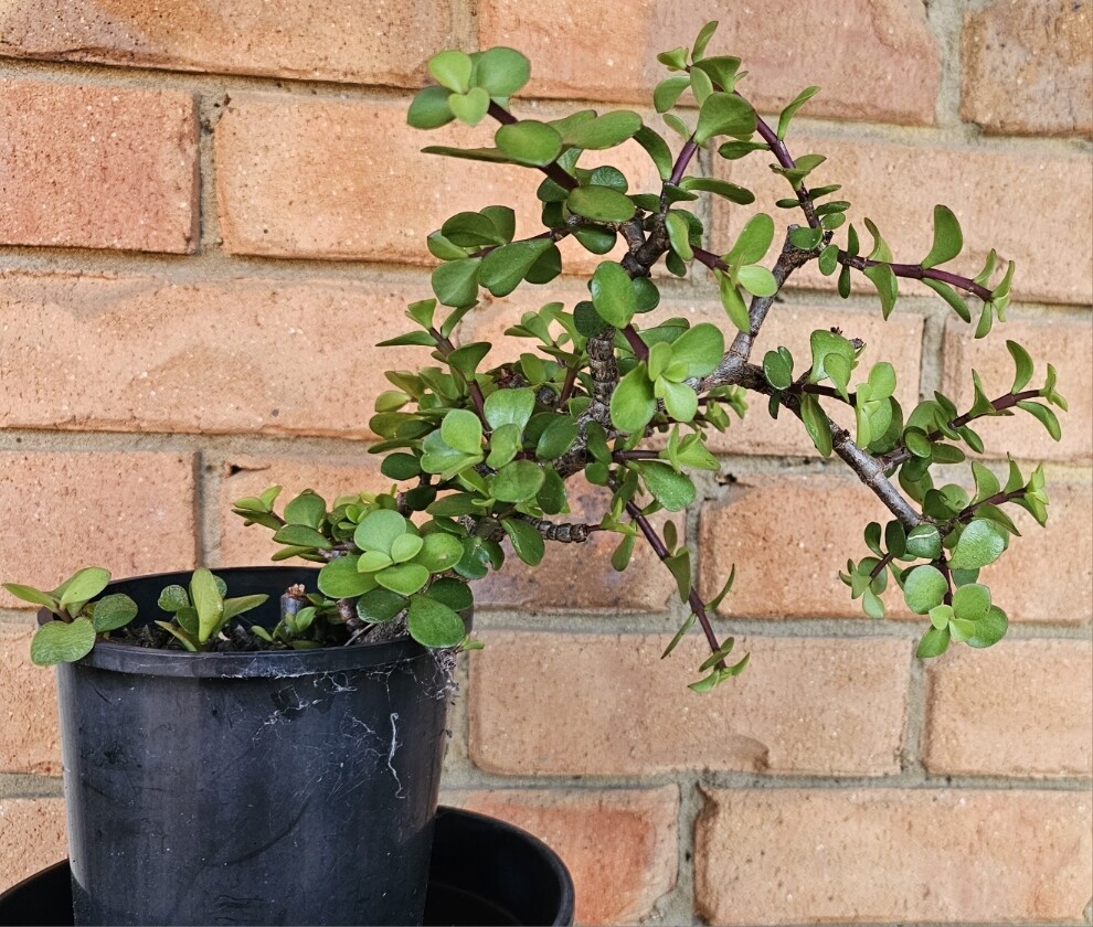 Create your own DIY Bonsai - Portulacaria Afra 'Elephant Bush'