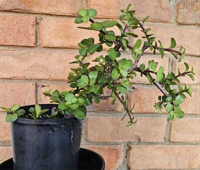 Create your own DIY Bonsai - Portulacaria Afra 'Elephant Bush' Create your own DIY Bonsai - Portulacaria Afra 'Elephant Bush'