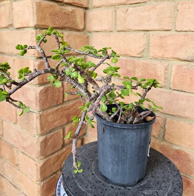 Create your own DIY Bonsai - Portulacaria Afra 'Elephant Bush'