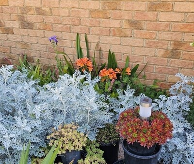 🌸 My garden plants