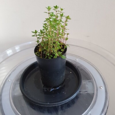 Plants sold ~ I-L