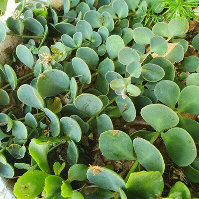 🌿 Groundcovers
