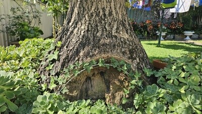 🌳 Tree Wonders: Nature’s Living Masterpieces