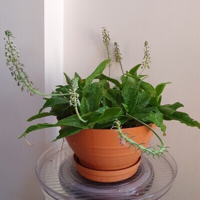 Hardy Drought Tolerant Decorative Drimiopsis Maculata 'Leopard Plant' Hardy Drought Tolerant Decorative Drimiopsis Maculata 'Leopard Plant'