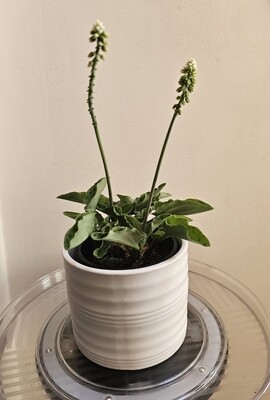 Hardy Drought Tolerant Decorative Drimiopsis Maculata 'Leopard Plant'