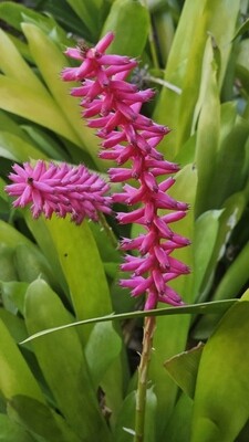 Vibrant Tropical Gem: Aechmea Gamosepala 'Matchstick Bromeliad'