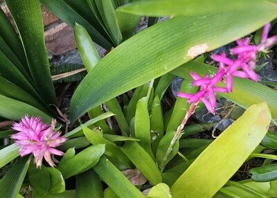 Vibrant Tropical Gem: Aechmea Gamosepala 'Matchstick Bromeliad'