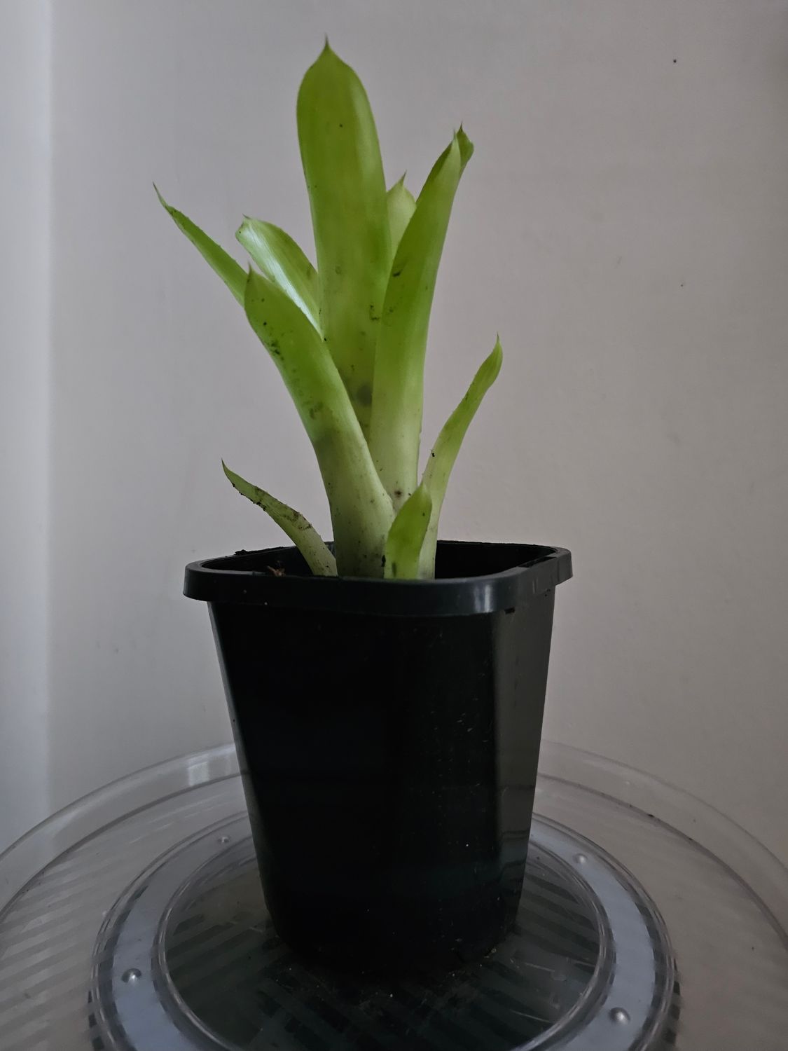 Vibrant Tropical Gem: Aechmea Gamosepala 'Matchstick Bromeliad', Choice of Pots/Cuttings: 116mm square pot (Medium)