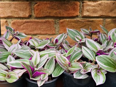 Rhoeo Tricolor/Nanouk: Bold Colours, Low-Maintenance Appeal