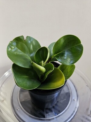 Lush, Glossy Low Maintenance Beauty: Peperomia Obtusifolia 'Emerald Spoonleaf'