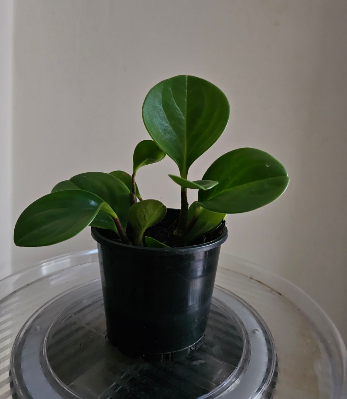 Lush, Glossy Low Maintenance Beauty: Peperomia Obtusifolia 'Emerald Spoonleaf'