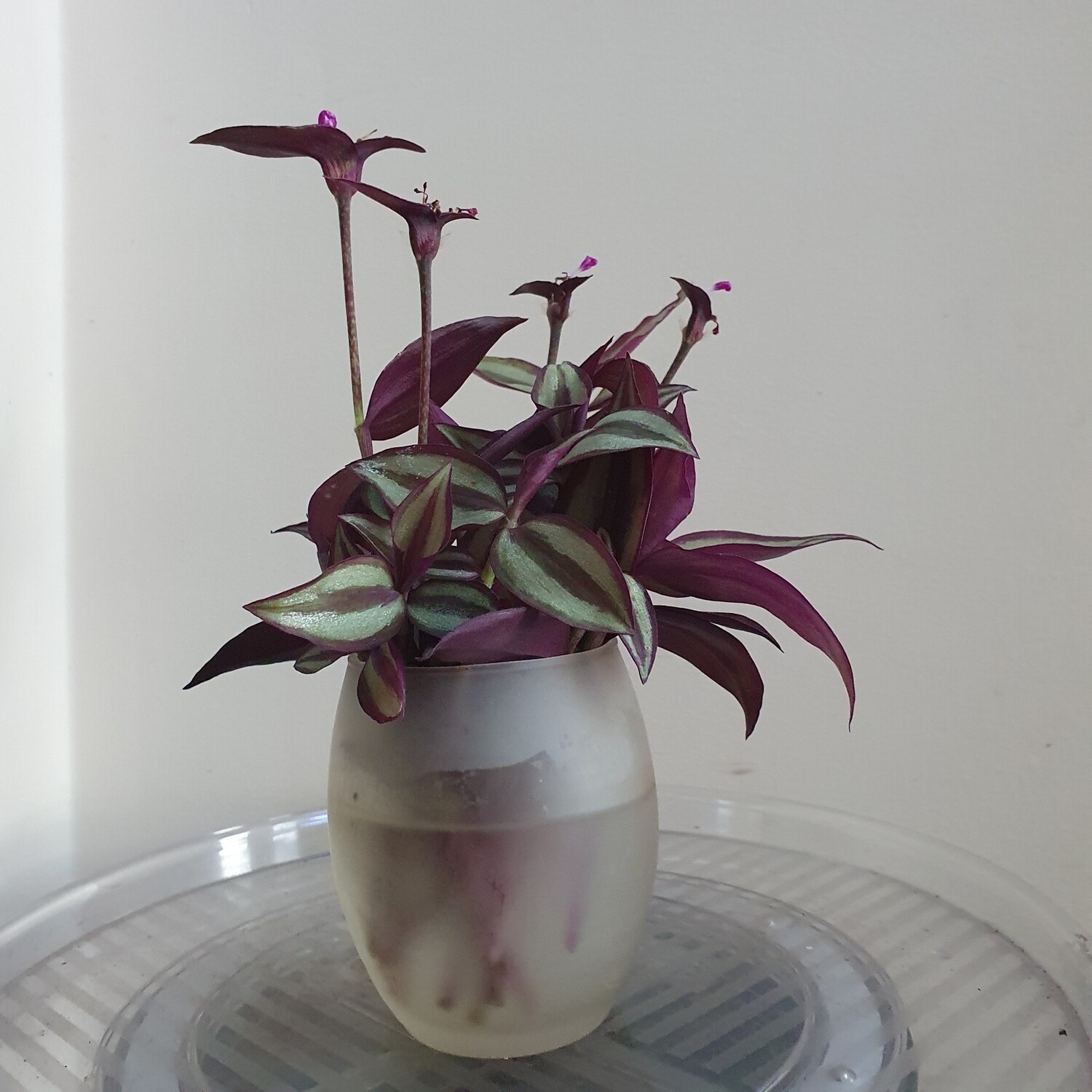 Drought Tolerant Air-Cleaning Tradescantia Zebrina 'Violet Hill'