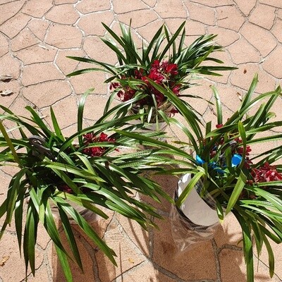 Mulitiple Plants &amp; Varieties