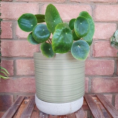 Auspicious Good Vibes Pilea Peperomioides ‘Chinese Money Plant’