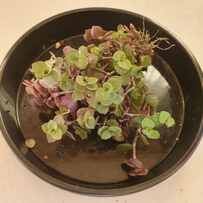 Choose any of 5 Tradescantia Varieties - Fresh Plant Cuttings