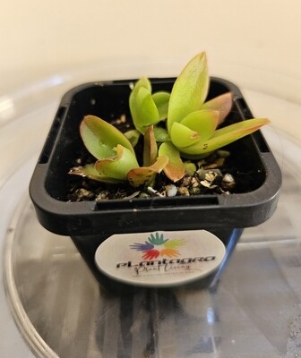 Plants sold recently