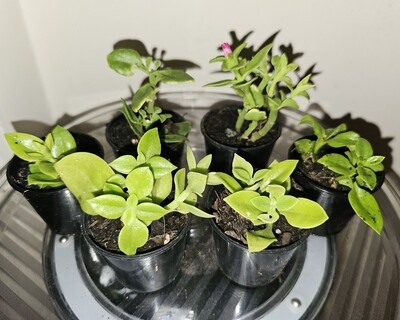 Plants sold ~ A-B