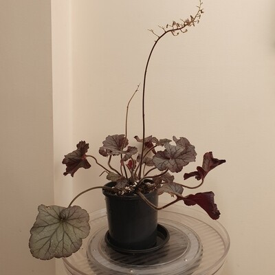 Plants sold ~ G-H