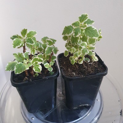 Plants sold ~ O-P