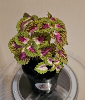 Plants sold ~ C-D