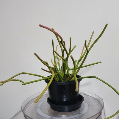 Plants sold ~ E-F