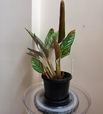 Plants sold ~ M-N