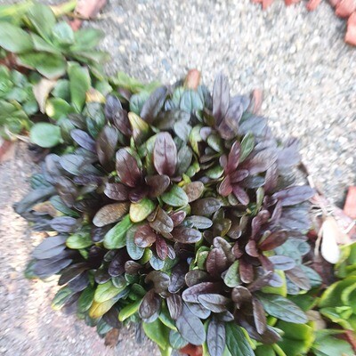 Natural Weed Barrier &amp; Groundcover Ajuga Reptans ‘Carpetweed’