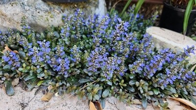 Natural Weed Barrier & Groundcover Ajuga Reptans ‘Carpetweed’ Natural Weed Barrier & Groundcover Ajuga Reptans ‘Carpetweed’