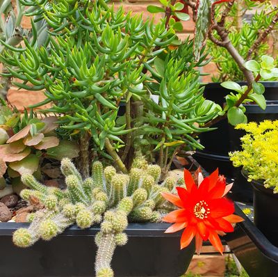 Vibrant Blooms &amp; Unique Form – Meet the Stunning Echinopsis 'Peanut Cactus'