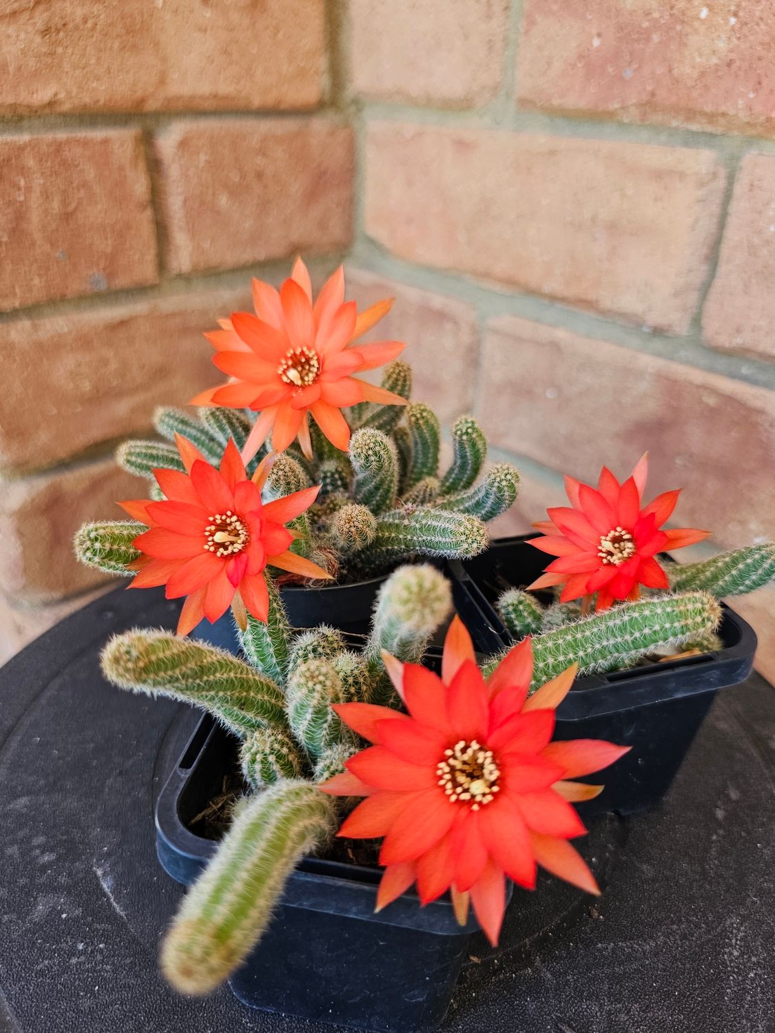 Vibrant Blooms &amp; Unique Form – Meet the Stunning Echinopsis 'Peanut Cactus'