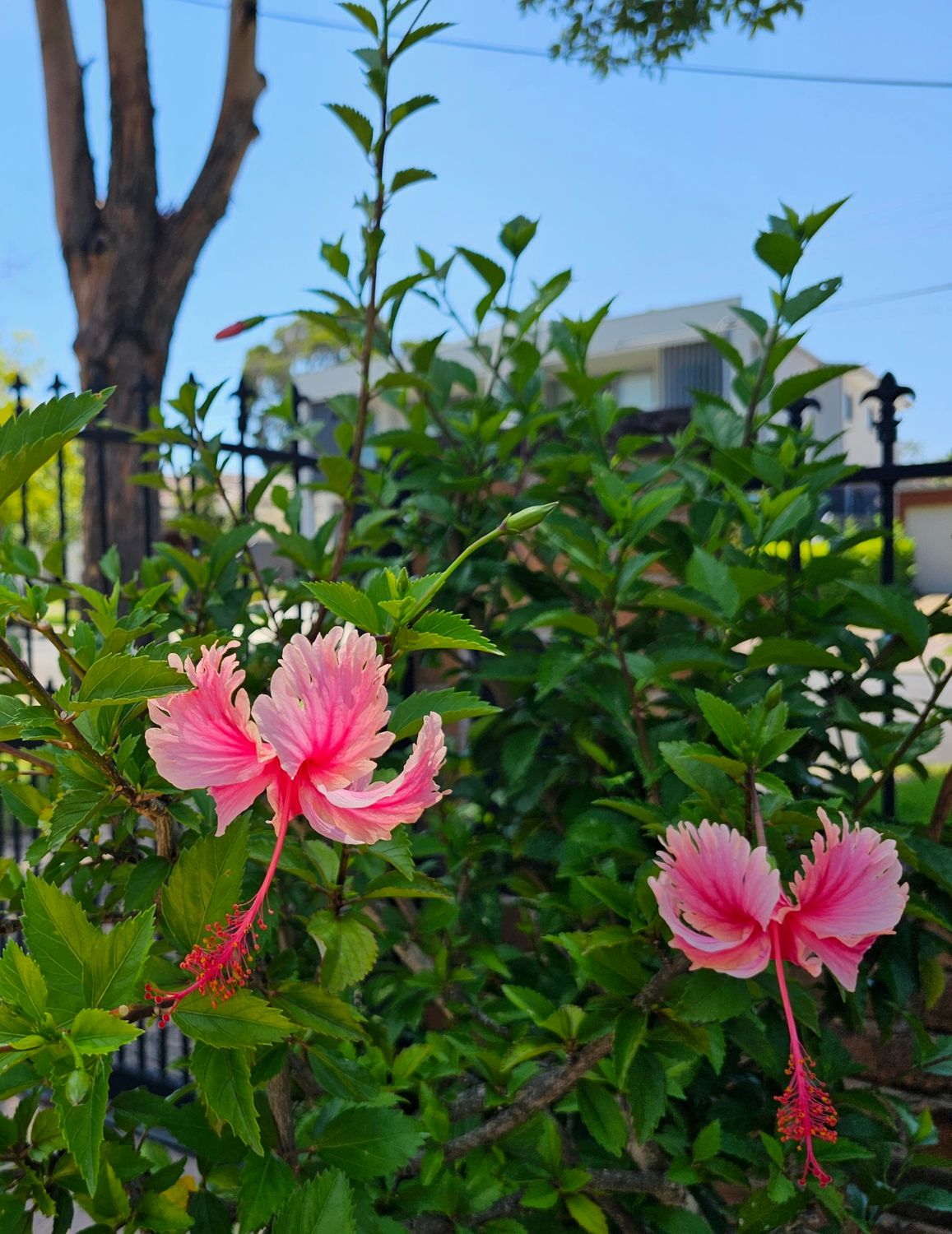 Hibiscus Schizopetalus – Rare Exotic Beauty with Delicate, Fringed Petals!
