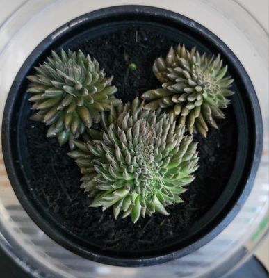 Sinocrassula Yunnanensis - The Mesmerizing 'Chinese Jade' Succulent with a Dark Twist!