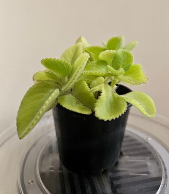 Plectranthus Amboinicus 'Cuban Oregano' – A Hardy & Aromatic Delight for Your Home!