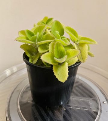 Plectranthus Amboinicus 'Cuban Oregano' – A Hardy &amp; Aromatic Delight for Your Home!